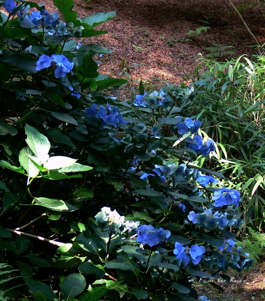 Bois des Moutiers  (80) Summer 2012